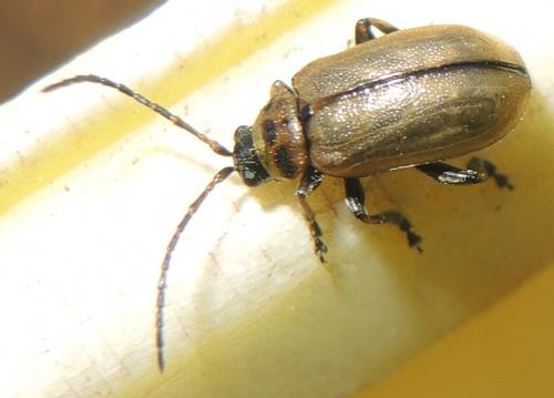 Réf. 257 696 : Lochmaea sp.